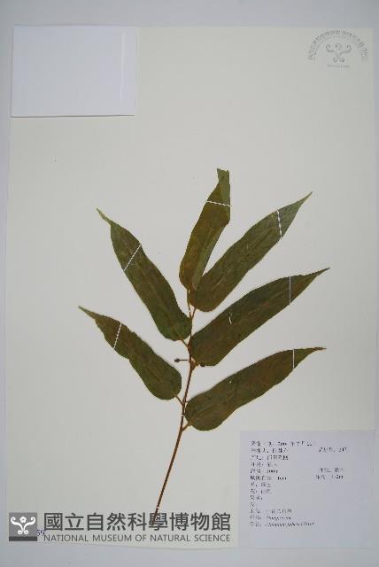 小花八角楓藏品圖，第1張