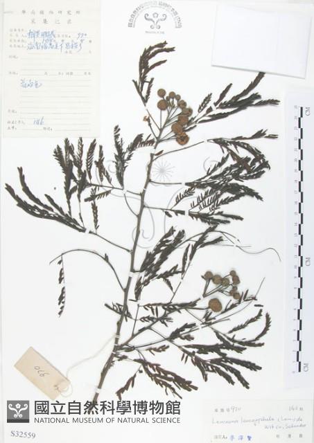 銀合歡藏品圖，第1張