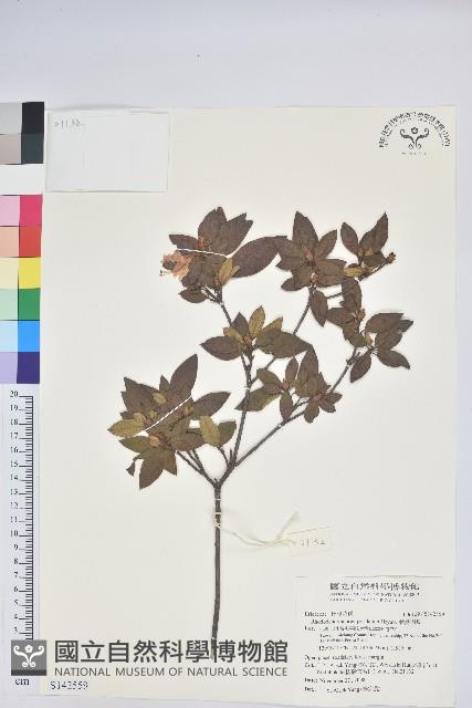 南澳杜鵑藏品圖，第1張