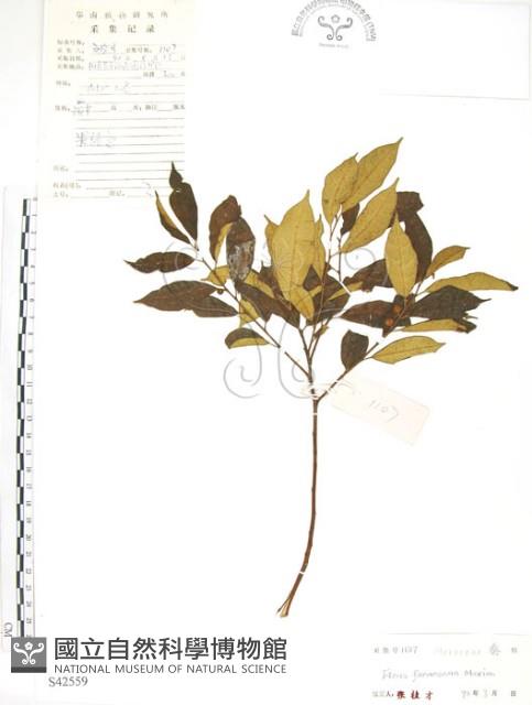 天仙果、臺灣榕藏品圖，第1張