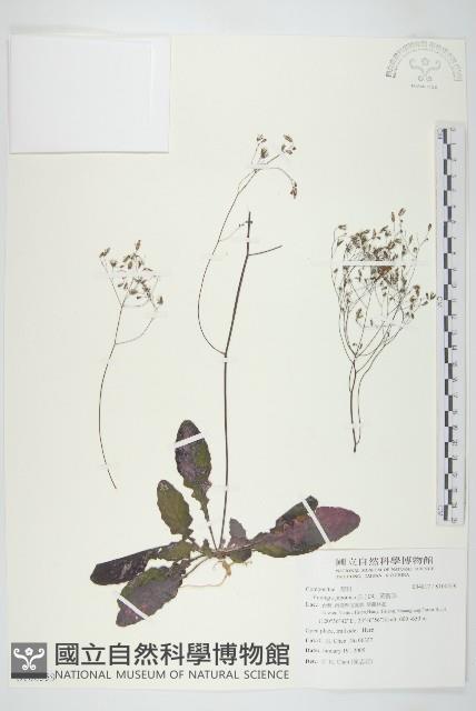 黃鵪菜藏品圖，第1張