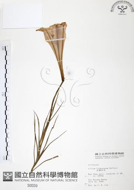 臺灣百合藏品圖，第1張