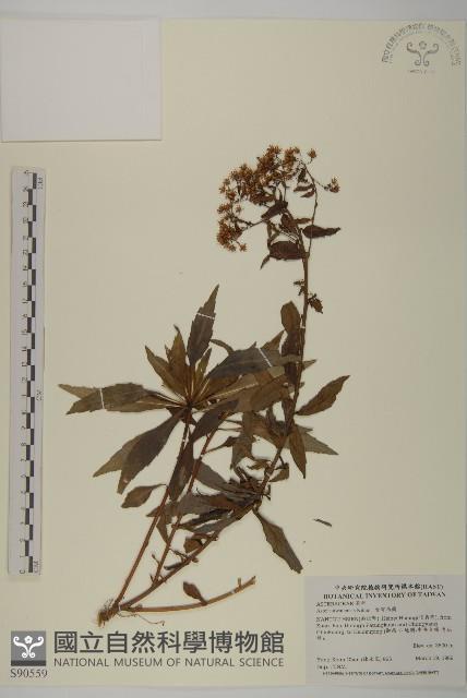 臺灣馬蘭藏品圖，第1張