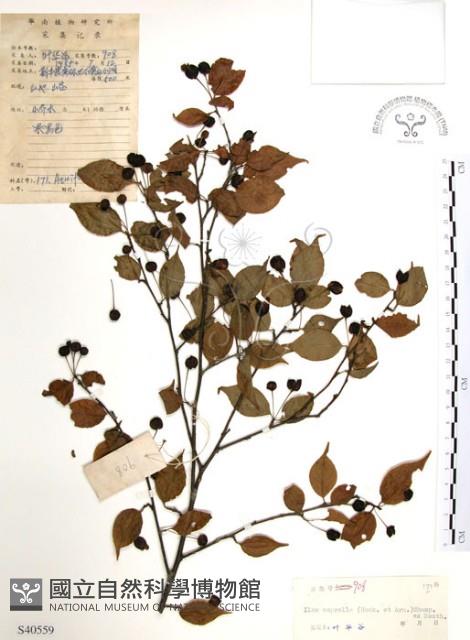 燈稱花、烏雞骨藏品圖，第1張