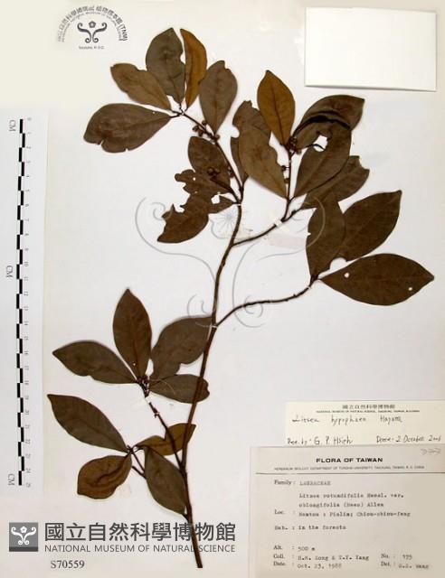 黃肉樹, 小梗木薑子藏品圖，第1張