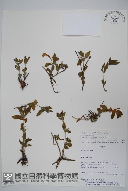 登錄號:S080559藏品圖，第1張