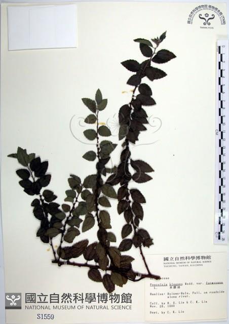 水雞油藏品圖，第1張