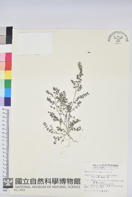 伏生大戟藏品圖，第1張