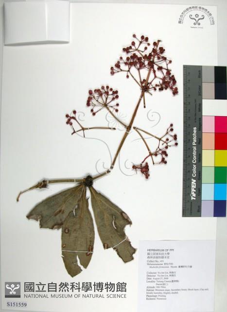 臺灣野牡丹藤藏品圖，第1張