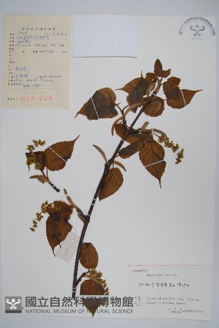 青榨槭藏品圖，第1張