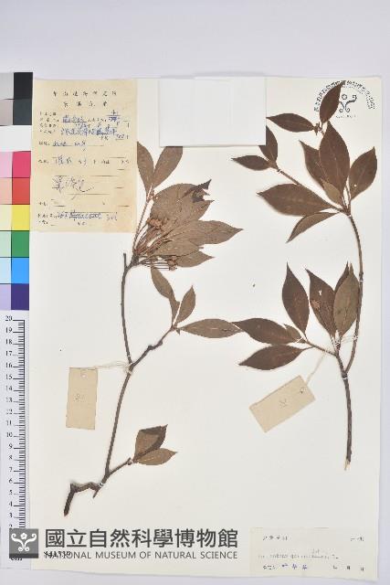 吊鐘花藏品圖，第1張