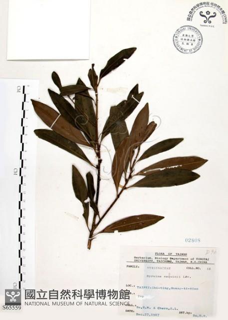 Sequin Myrsine Collection Image