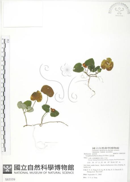 苞花蔓藏品圖，第1張