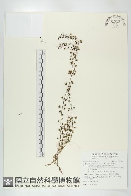 茅膏菜藏品圖，第1張