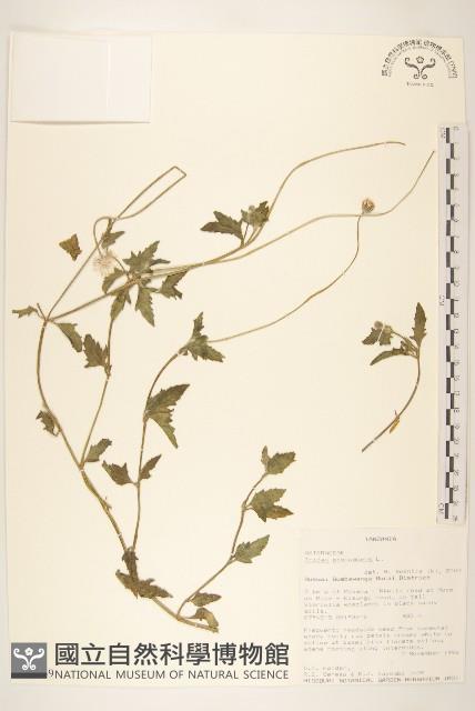 長柄菊藏品圖，第1張