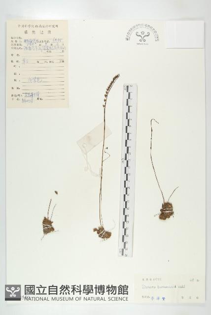 金錢草、錦地羅藏品圖，第1張