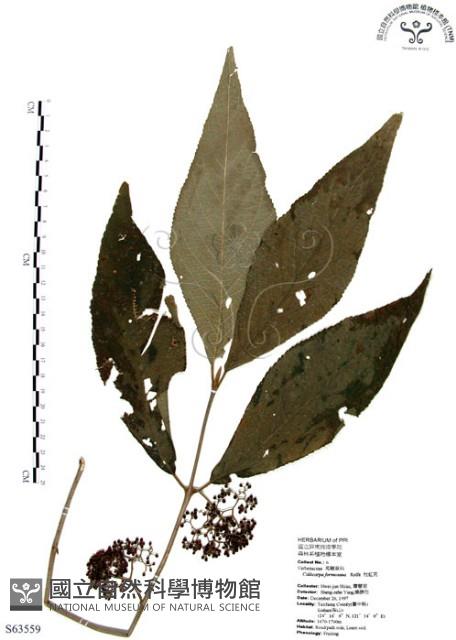 杜虹花，台灣紫珠藏品圖，第1張