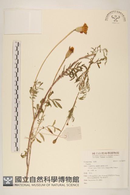 登錄號:S136699藏品圖，第1張