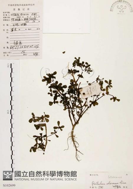 馬齒莧藏品圖，第1張