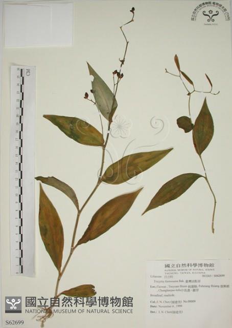 臺灣油點草藏品圖，第1張