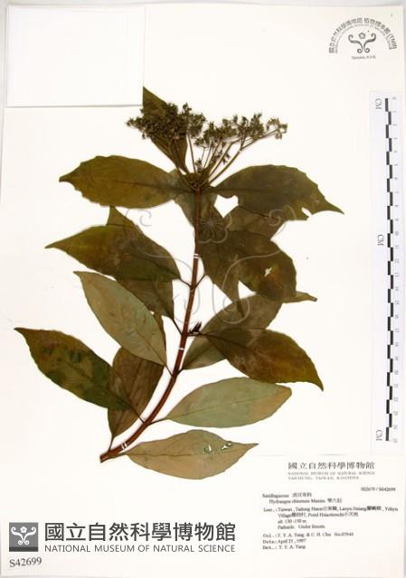 華八仙藏品圖，第1張