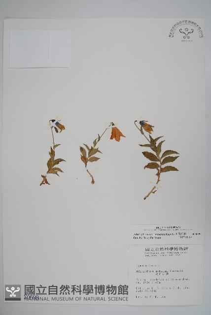 玉山沙參藏品圖，第1張