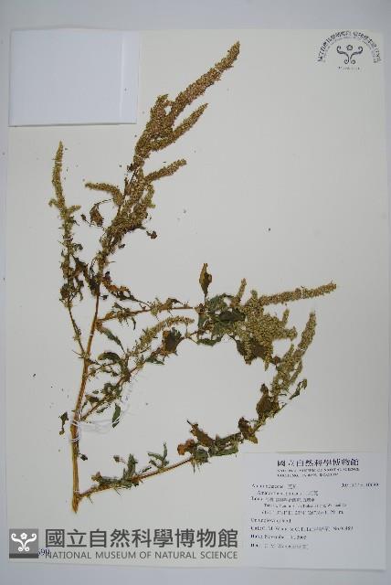 刺莧藏品圖，第1張