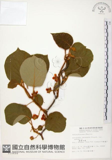 臺灣羊桃藏品圖，第1張