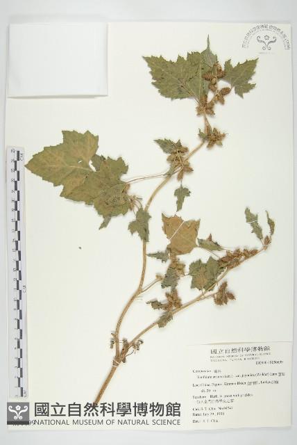 蒼耳藏品圖，第1張