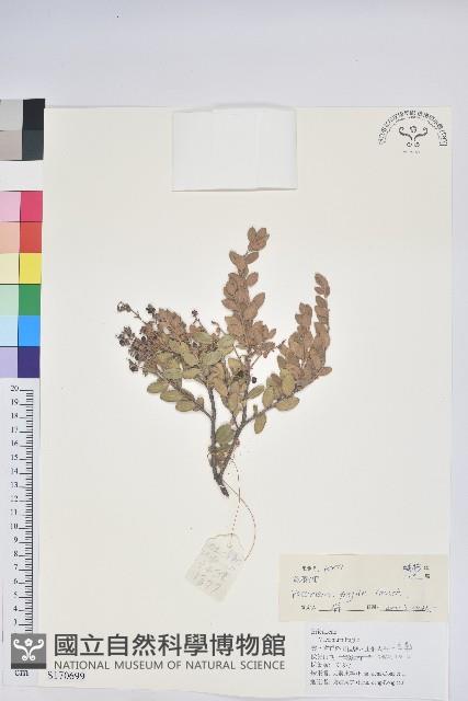 老鴉炮藏品圖，第1張