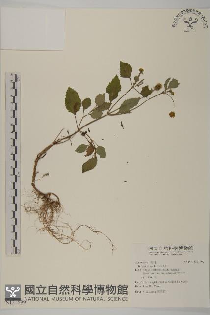 白花鬼針藏品圖，第1張