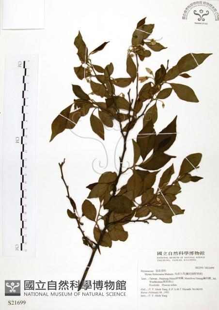 烏皮九芎、奮起湖野茉莉藏品圖，第1張