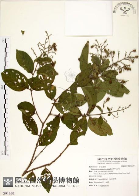 九芎藏品圖，第1張