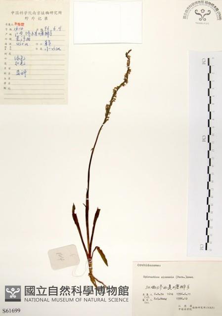 綬草藏品圖，第1張