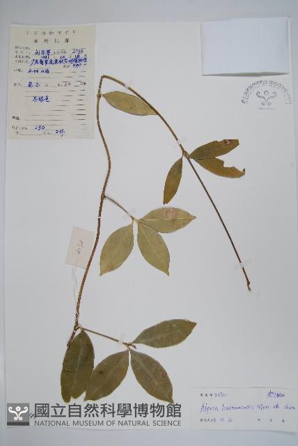 海南鏈珠藤藏品圖，第1張