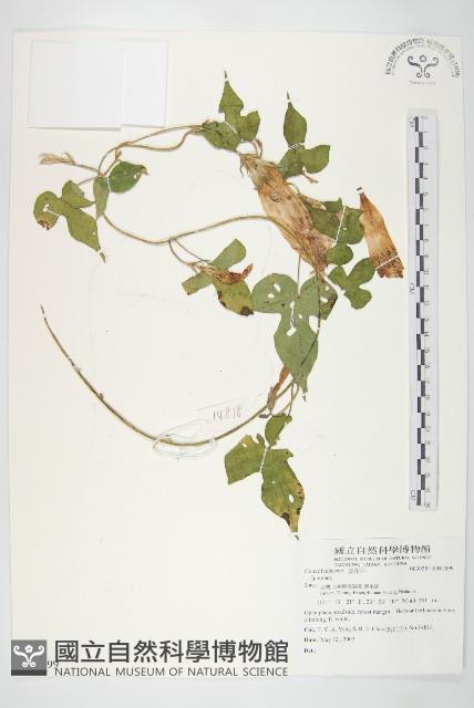 銳葉牽牛藏品圖，第1張