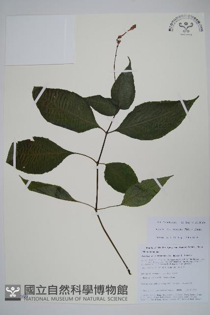 尼氏擬馬偕花藏品圖，第1張