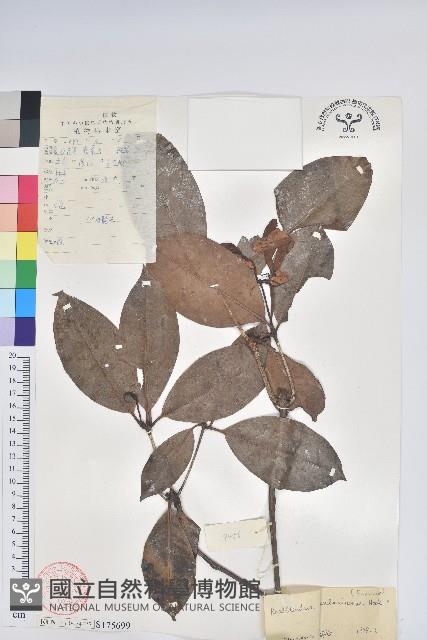 六角杜鵑藏品圖，第1張