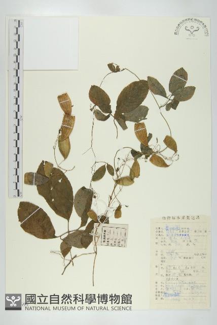 雪膽藏品圖，第1張