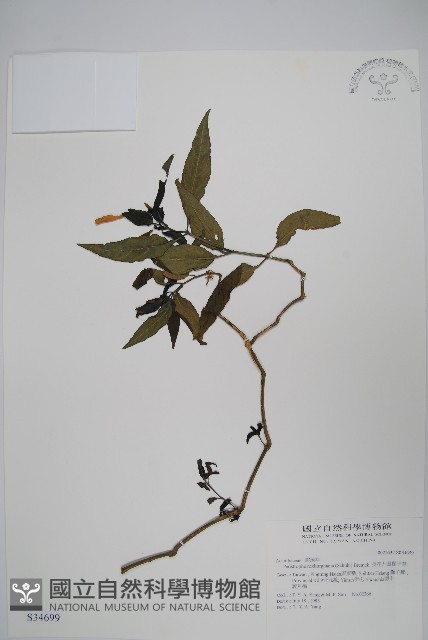 長花九頭獅子草、山藍藏品圖，第1張