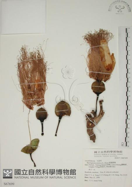 棋盤腳樹藏品圖，第1張