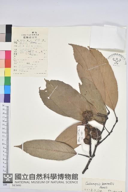 紅勾栲藏品圖，第1張