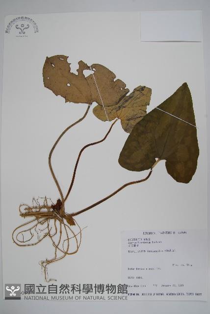 芋葉細辛藏品圖，第1張