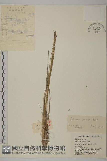 燈心草蚤綴藏品圖，第1張