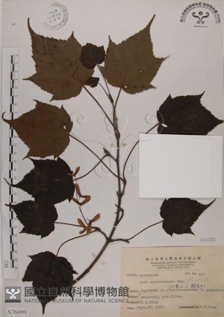 臺灣紅榨槭藏品圖，第1張