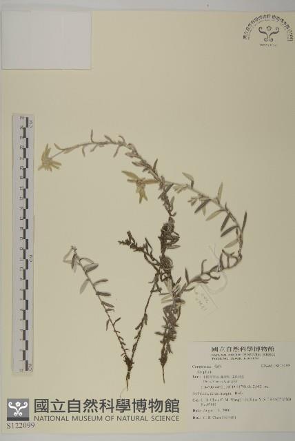 登錄號:S122099藏品圖，第1張