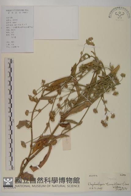 白花地膽草藏品圖，第1張