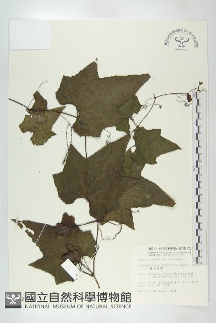 槭葉括樓藏品圖，第1張