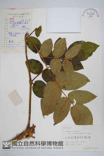 毛葉蔥木藏品圖，第1張