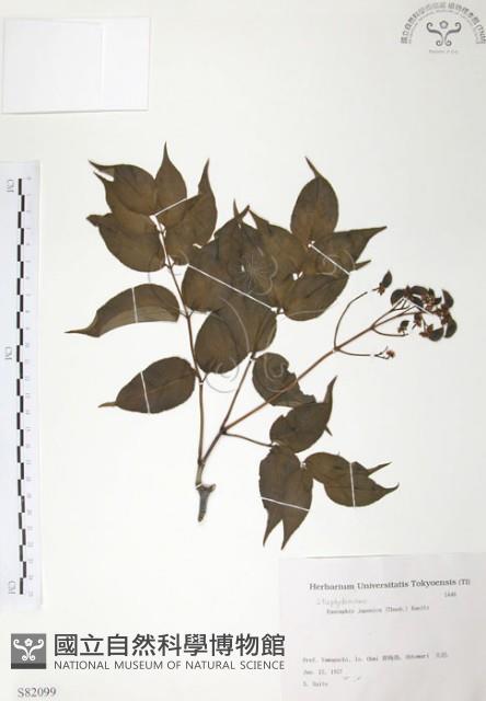 野鴉椿藏品圖，第1張